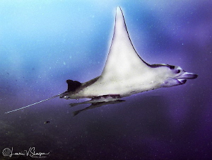 Giant Manta Ray at Bora Bora by Laurie Slawson 